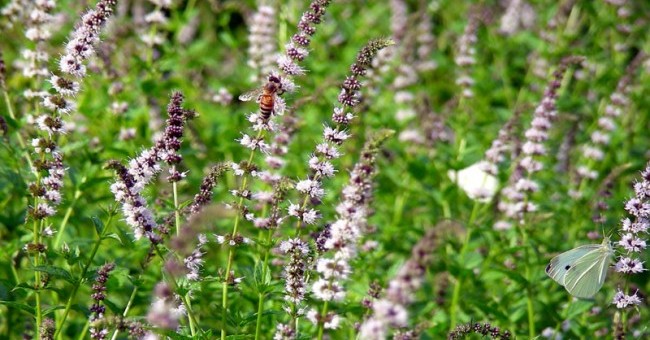 Mentha spicata